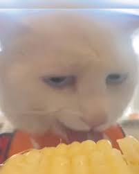 Nhân Dục Đạo Sĩ avatar