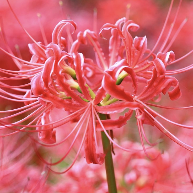 Cá Trong Nước avatar