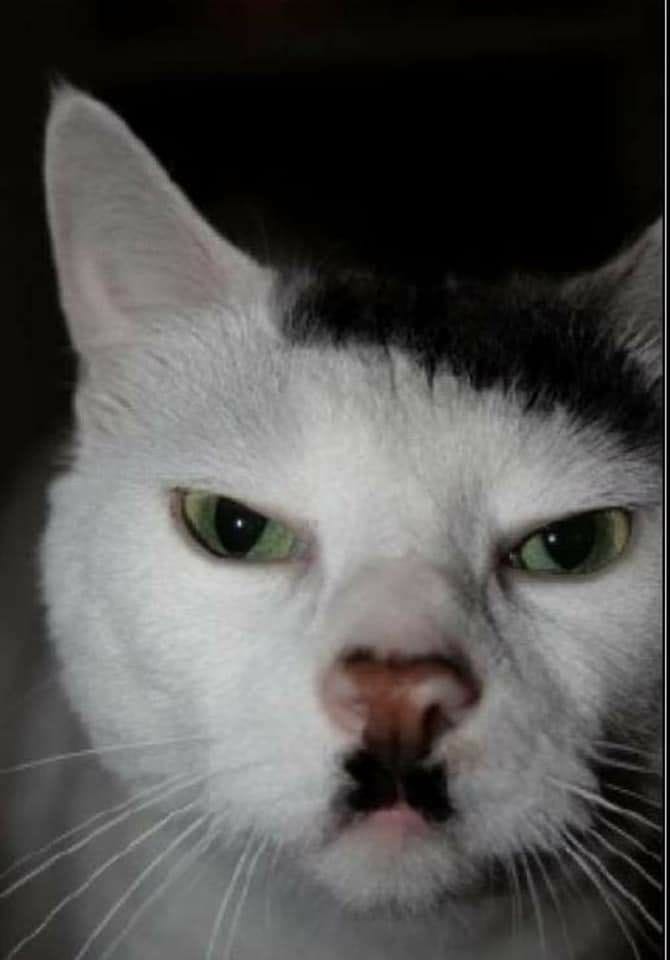 Cu Chỉ Ngược avatar